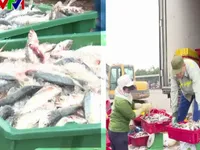 Ngư dân phấn khởi chuyến biển cuối năm được mùa, được giá