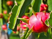 Fruit, vegetable exports surge on global demand