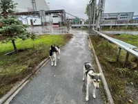 Bí ẩn về đàn chó hoang sinh tồn sau thảm họa hạt nhân Chernobyl