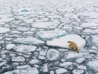 Băng Bắc Cực tan khiến mực nước biển dâng cao, 1,5 triệu ngôi nhà trước nguy cơ ngập lụt