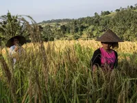 Indonesia trước nguy cơ căng thẳng nguồn cung gạo vào đầu năm tới