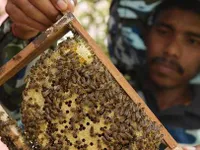 Ấn Độ triển khai 'chiến binh ong' dọc biên giới với Bangladesh