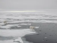 Bắc Cực trải qua m&ugrave;a h&egrave; ấm nhất trong lịch sử