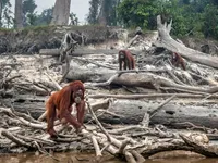 Tình trạng mất đa dạng sinh học đe dọa cuộc sống con người