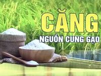 Ấn Độ cấm xuất khẩu gạo: Thị trường lương thực thế giới tiếp tục đón cú sốc