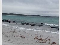51 con cá voi hoa tiêu chết sau khi mắc cạn trên bãi biển Australia