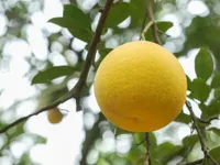 Vietnamese pomelo likely to be exported to Australia