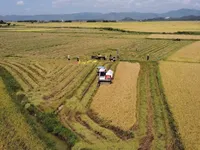 Falling rice price is only short-term, upward trend to continue: Experts