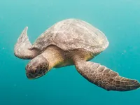 8 trẻ em và 1 phụ nữ tử vong sau khi ăn thịt rùa biển trên đảo Zanzibar