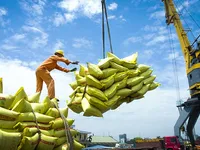 Vietnam's rice exports to Senegal remain low compared to demand