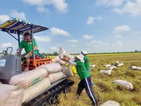Rice exports to set record turnover of 5 billion USD in 2024
