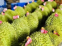 Durian emerging as 'golden fruit' among Vietnam's exports