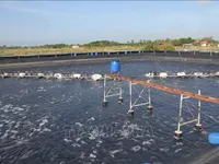 Bac Lieu develops shrimp value chain with hi-tech farming models