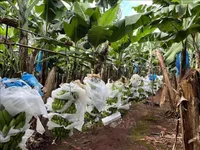 Vietnamese organic products to make way to Australia