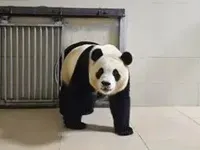 “Công chúa gấu trúc” Fubao lần đầu xuất hiện sau khi được 6.000 người Hàn tiễn về quê