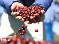 Vietnam – EU’s second biggest coffee supplier in 2023