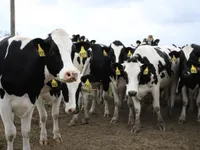 Mỹ cấp gần 200 triệu USD để ngăn cúm gia cầm lây lan ở đàn bò sữa