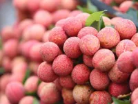 Lychee prices soar as output drops by more than 50%