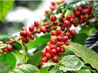 Vietnam posts over 100% growth in coffee exports to Spain