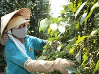 Pepper export turnover up over 30% in H1