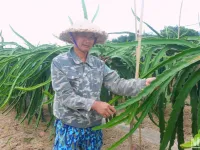 Efficiency from the largest dragon fruit growing area in Hai Phong