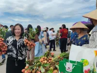 Hai Duong promotes consumption of Thanh Ha lychee associated with tours