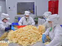 Dong Thap's lotus root makes debut journey to Japan