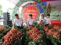Tan Yen early maturing lychee estimated to reach 15,000 tonnes