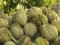 Insiders optimistic about durian export to China