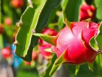 Lam Dong expands access for agricultural exports
