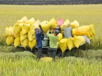Plan issued to develop agricultural logistics system