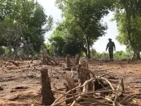 Giấu tổ ong để ngăn chặn nạn chặt phá rừng