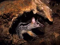 10 Owston’s palm civets born in captive environment