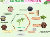 Đồng Tháp phát triển sản phẩm từ sen gắn với tăng trưởng xanh