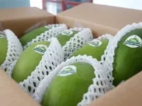 Can Tho exports first green-peel elephant mango to Australia, US