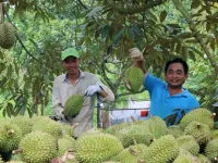 Nỗi lo tranh mua, tranh bán sầu riêng