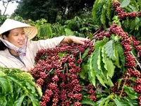 Vietnamese coffee export prices to UK surge