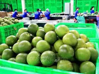 Vietnam’s fresh pomelo licensed to export to RoK