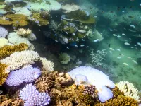 Đại dương nóng nhất trong 400 năm khiến rạn san hô Great Barrier “ngày càng dễ bị tổn thương”
