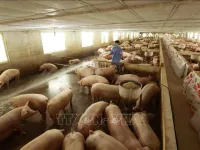Vietnam aims for 1.5 billion USD target from livestock exports