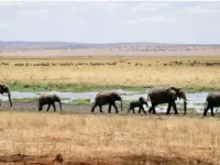 Hạn hán nghiêm trọng, Namibia có kế hoạch giết hơn 700 động vật và phân phối thịt cho người dân