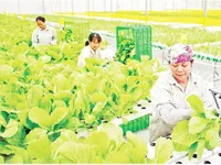 Effectively exploiting the domestic agricultural market