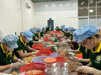 Cashew industry proactive in raw materials, increasing deep processing