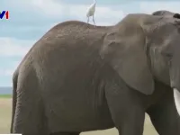 Zimbabwe “hy sinh” 200 con voi để cứu đói