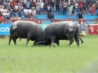 2024 Do Son buffalo fighting festival held