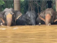 Thái Lan sơ tán hàng trăm con voi trong lũ lụt nghiêm trọng