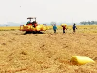 Low interest loan programme launched for high-quality rice cultivation