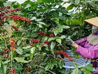 Workshop seeks ways to effectively and sustainably develop coffee industry