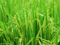 Low-emission rice cultivation towards green environment