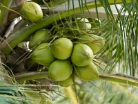 Coconut industry growth revives local livelihoods